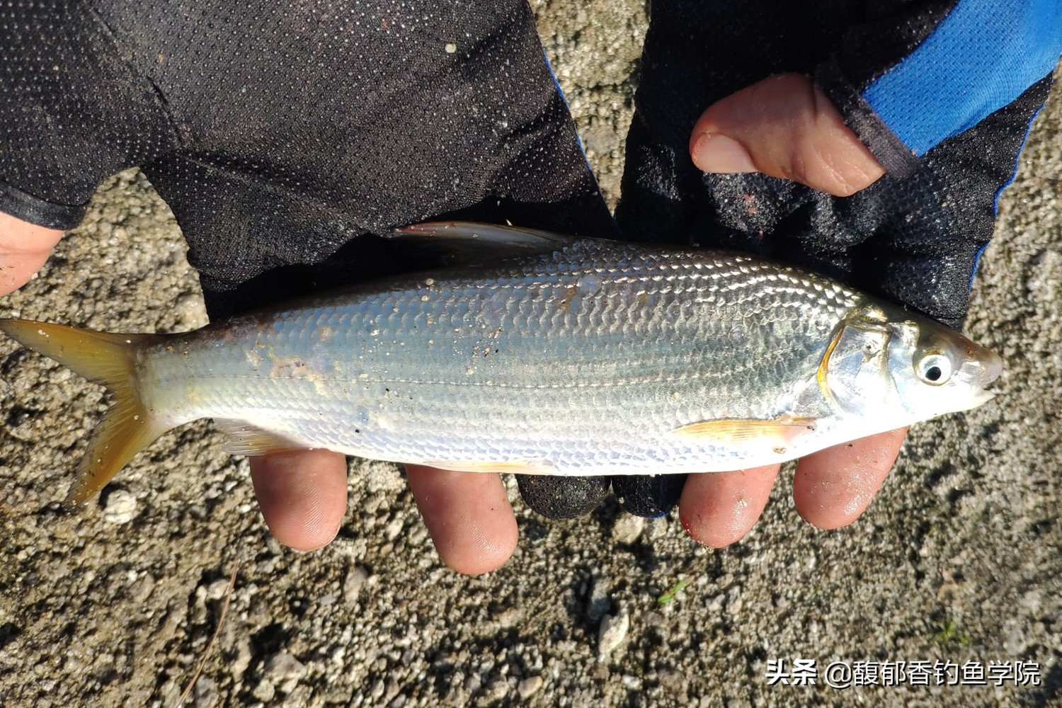 釣黃尾鯝的最佳餌料 野釣黃尾餌料經典配方