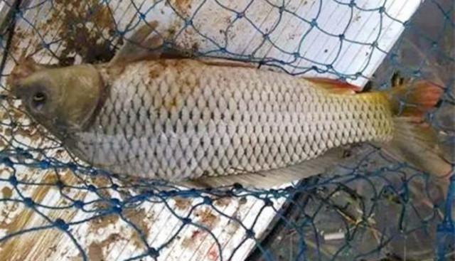 秋天釣鯉魚餌料搭配 深秋野釣鯉魚什麼餌料釣最好