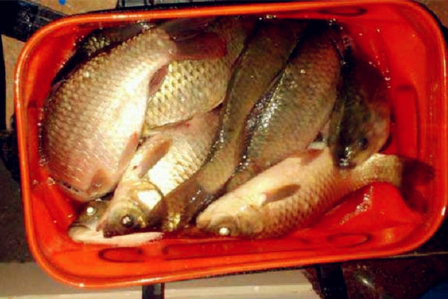 秋天釣鯉魚餌料搭配 深秋野釣鯉魚什麼餌料釣最好