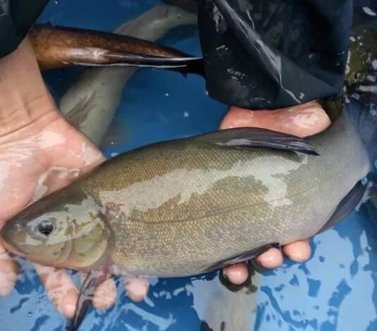 黑坑如何釣丁桂魚 釣鱖魚用什麼餌料配方