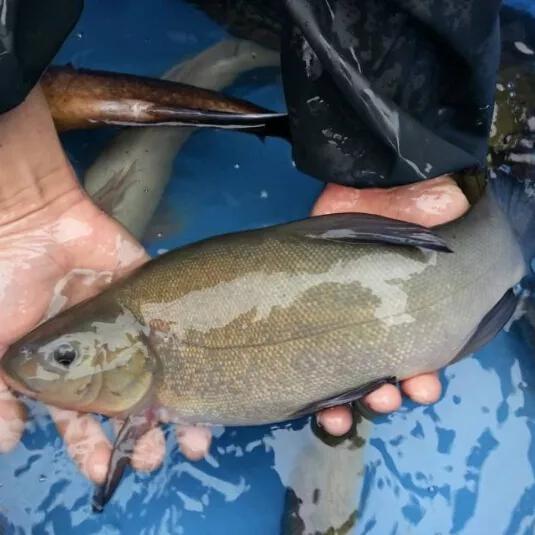 黑坑如何釣丁桂魚 釣鱖魚用什麼餌料配方