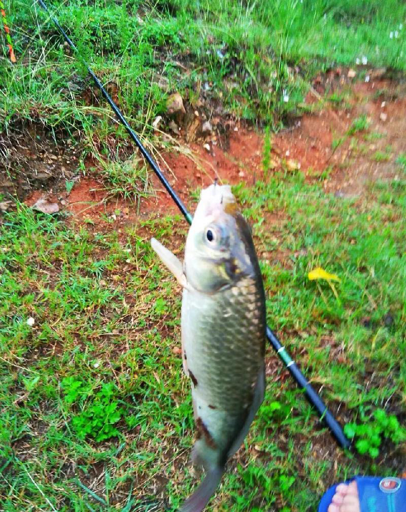 丁香油釣鯽魚怎麼用效果好 釣魚的丁香油制作方法