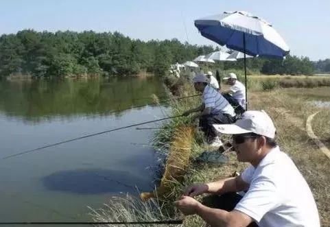 丁香油釣鯽魚怎麼用效果好 釣魚的丁香油制作方法