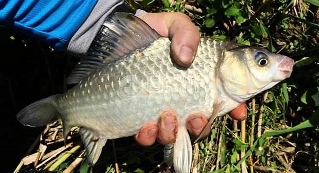 冬釣鯽魚酒米配方大全 冬季野釣鯽魚酒米窩料制作方法
