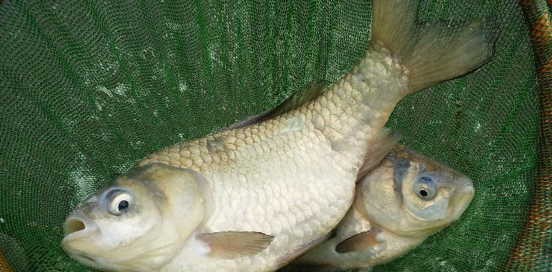 冬釣鯽魚酒米配方大全 冬季野釣鯽魚酒米窩料制作方法