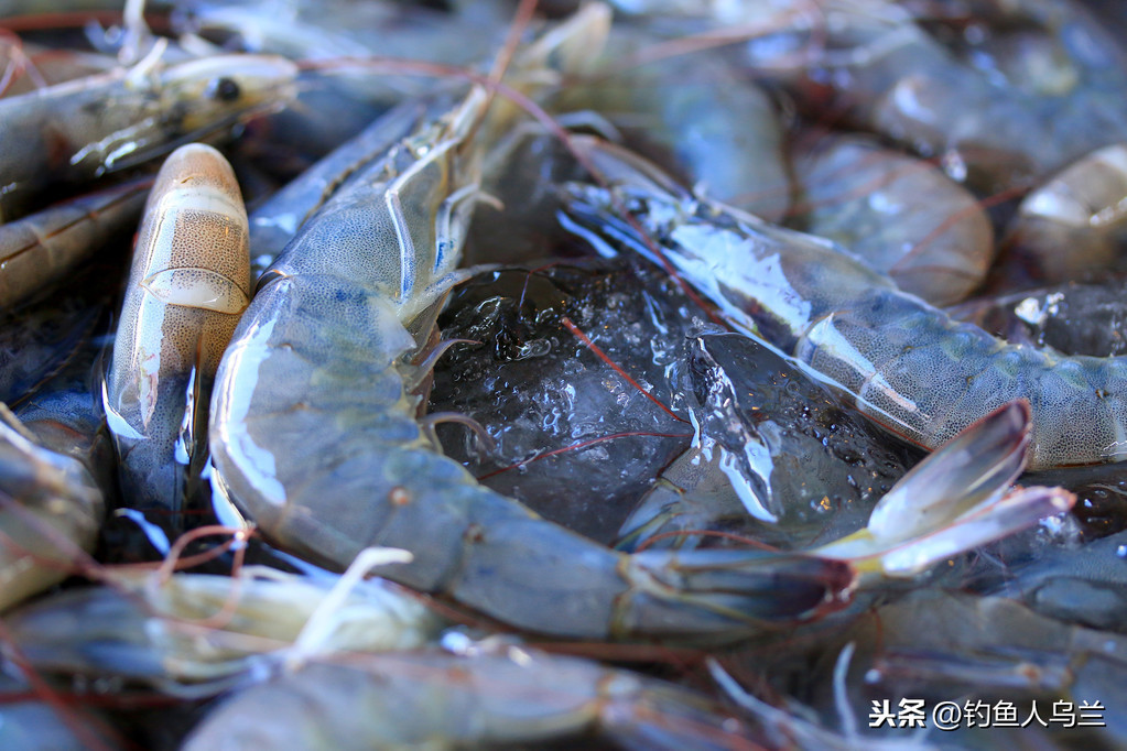 翹嘴魚怎麼釣 泥鰍釣翹嘴魚的技巧和方法用什麼釣