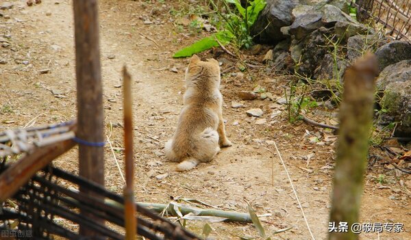 土狗子養殖一年大概能掙多少錢 養土狗一隻有多少利潤