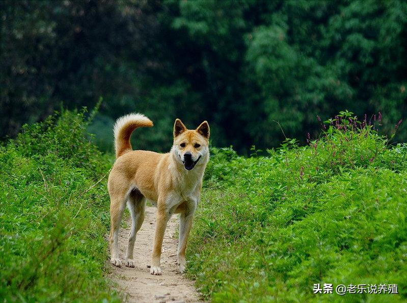 大量土狗養殖喂什麼 土狗喂什麼飼料好