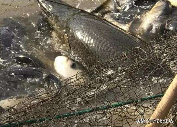 野生魚和養殖魚的區別 野生魚和養殖魚哪個好