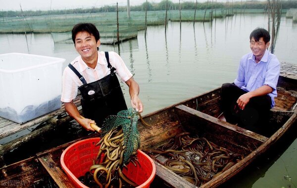 鱔魚養殖吃什麼飼料 鱔魚飼料怎麼配置