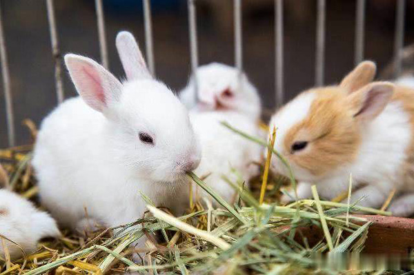 兔子養殖註意事項 兔子的養殖技巧