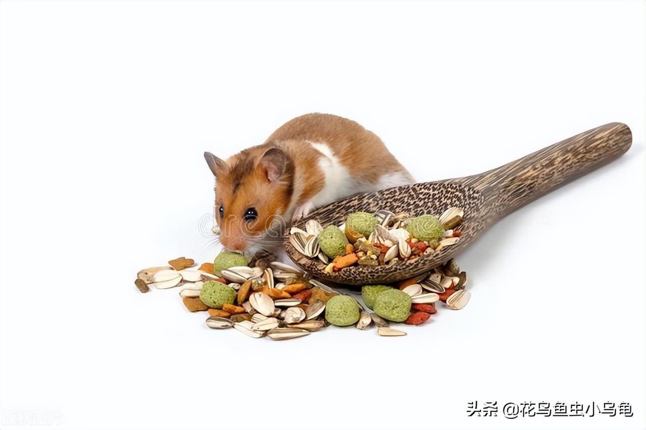 倉鼠吃什麼蔬菜 倉鼠吃什麼食物為主