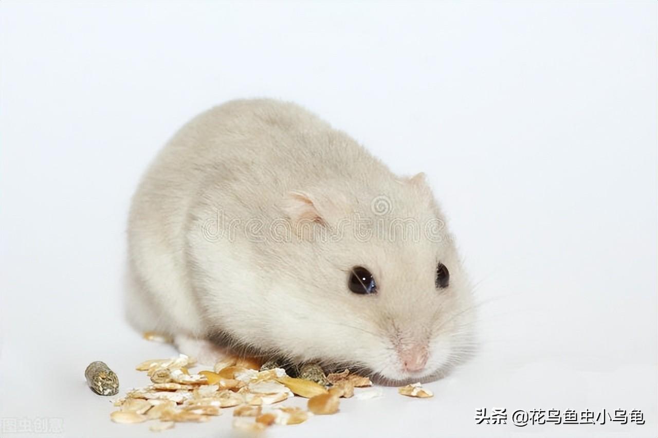 倉鼠吃什麼蔬菜 倉鼠吃什麼食物為主