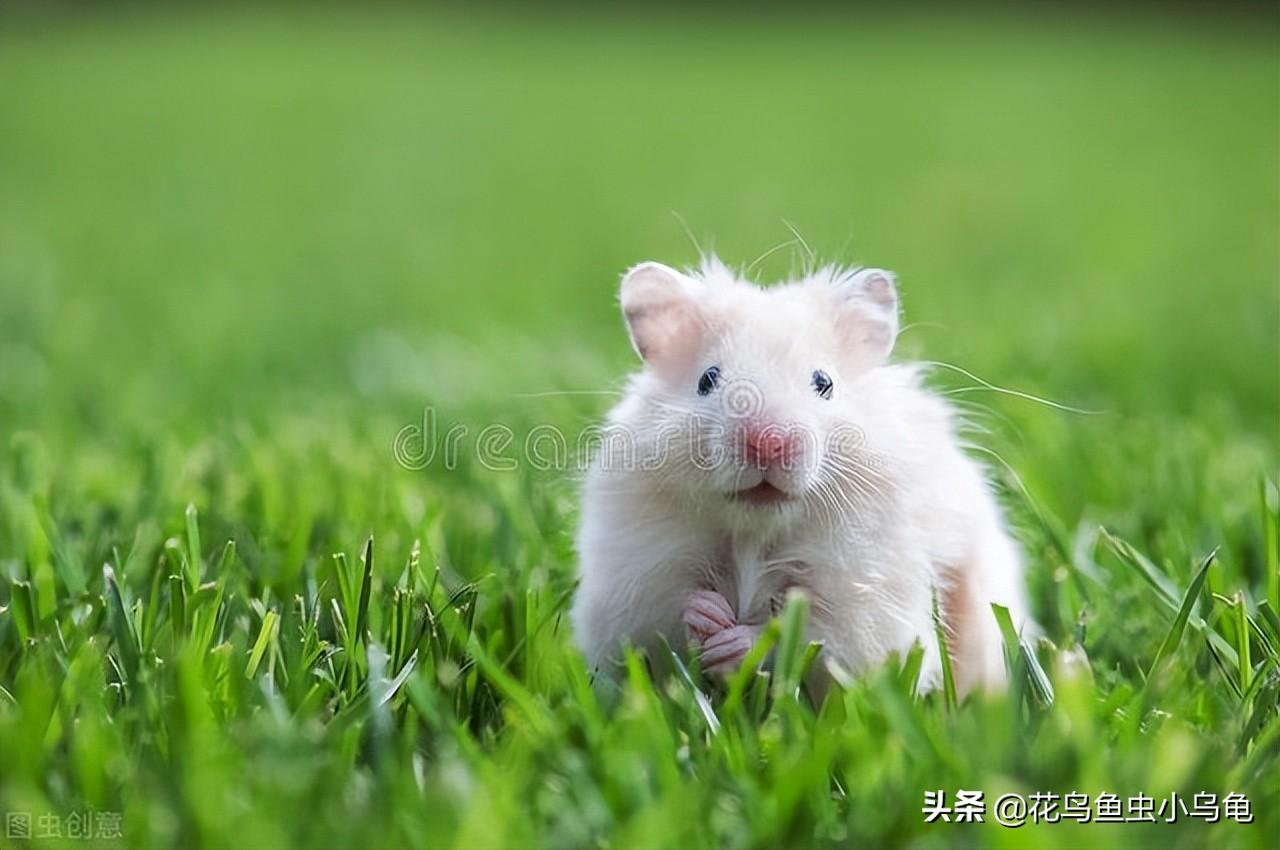 倉鼠吃什麼蔬菜 倉鼠吃什麼食物為主