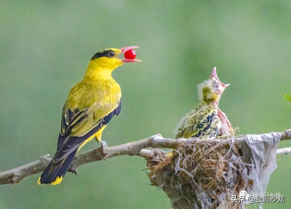 黃鸝鳥是幾級保護動物 黃鸝鳥有多少種