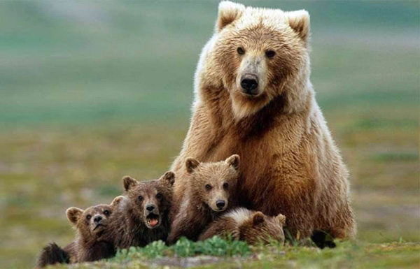 熊是幾級保護動物 熊掌屬於幾級保護動物