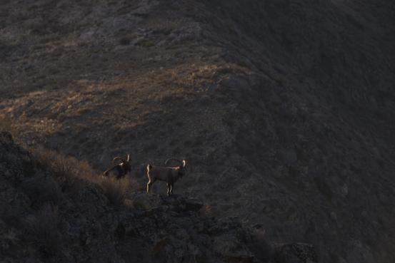 野山羊是幾級保護動物 野生黑山羊是幾級保護