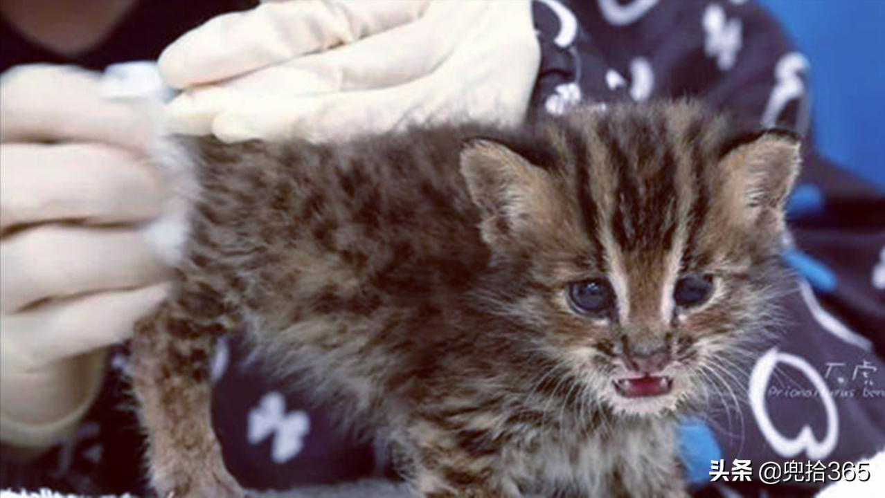 貍子是什麼動物 野貍子是幾級保護動物