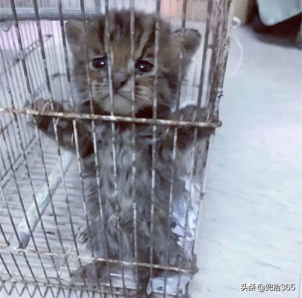 貍子是什麼動物 野貍子是幾級保護動物