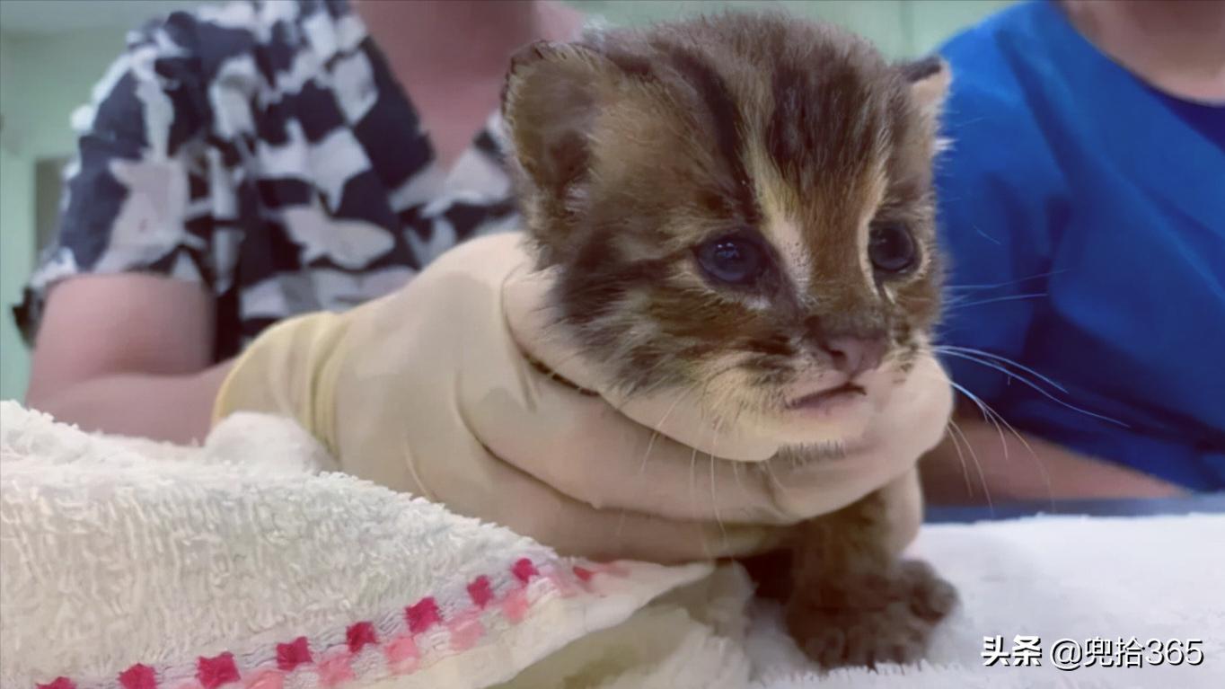 貍子是什麼動物 野貍子是幾級保護動物