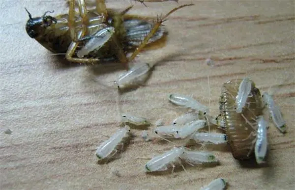 蟑螂怕什麼動物 蟑螂天敵是什麼植物