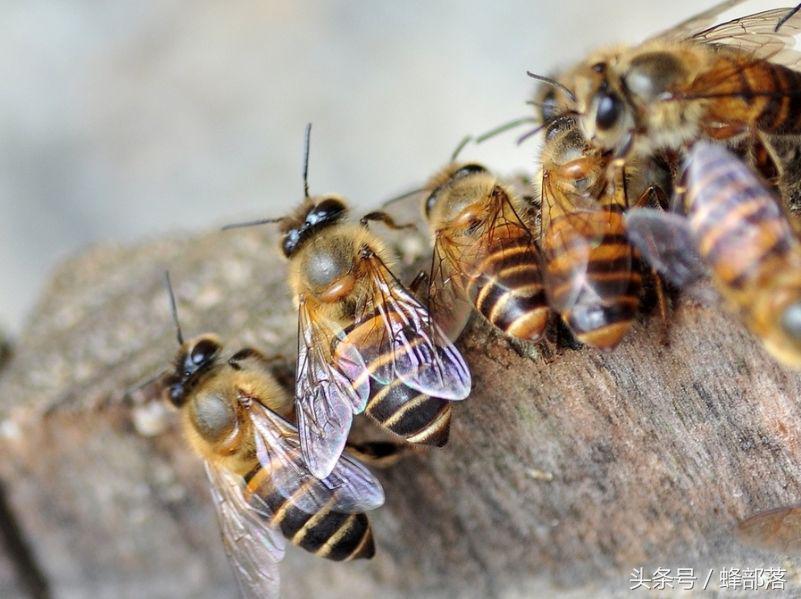 一隻蜜蜂能活多久 一隻蜜蜂的壽命多久