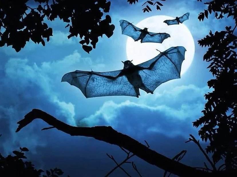 蝙蝠屬於哪類動物 蝙蝠屬於哪一種類型
