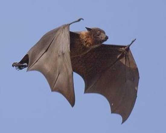 蝙蝠屬於哪類動物 蝙蝠屬於哪一種類型
