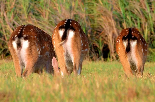 梅花鹿屬於幾級保護動物