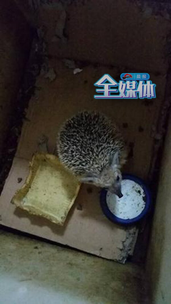 刺蝟是國傢幾級保護動物 刺蝟是保護動物嗎