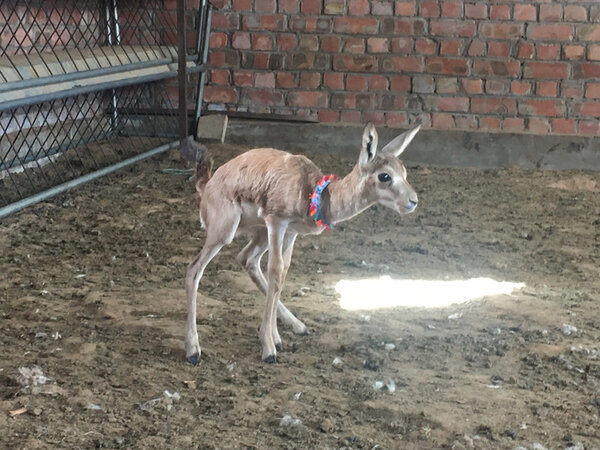 黃羊是國傢幾級保護動物 是國傢保護動物嗎