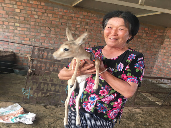 黃羊是國傢幾級保護動物 是國傢保護動物嗎