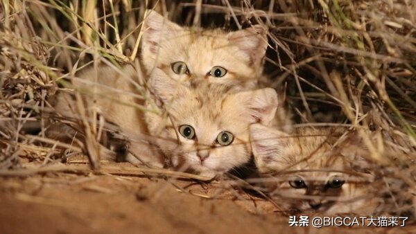 膽小的動物有哪些 世界上最膽小的動物是什麼