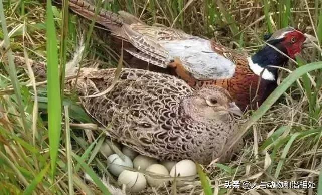 野雞幾級保護動物判幾年 野雞是幾級動物