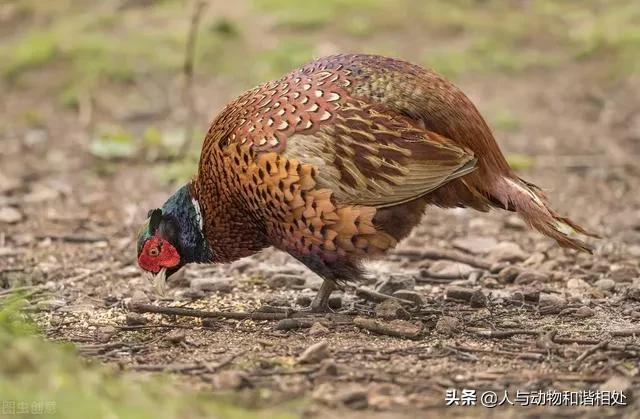 野雞幾級保護動物判幾年 野雞是幾級動物
