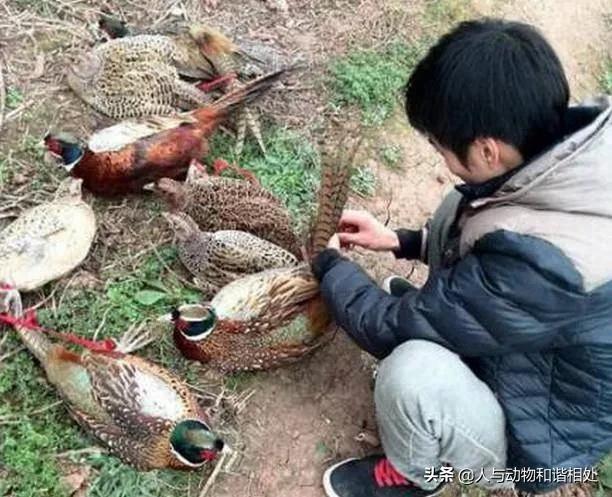 野雞幾級保護動物判幾年 野雞是幾級動物