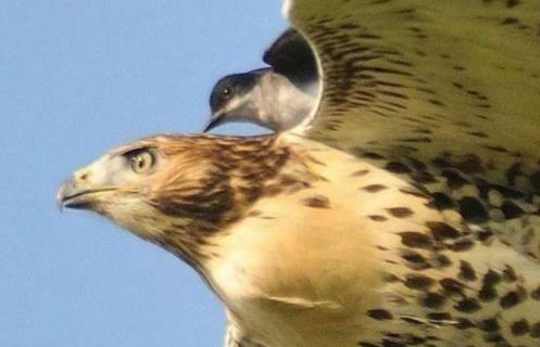 老鷹怕什麼動物 老鷹怕一種鳥叫什麼