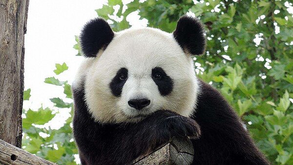 熊貓的壽命可以活多少時間 熊貓可以活到多少歲