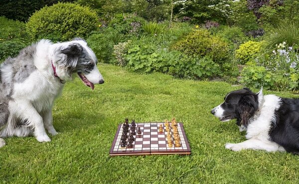 邊牧的壽命一般是多久 邊牧犬能活多少年