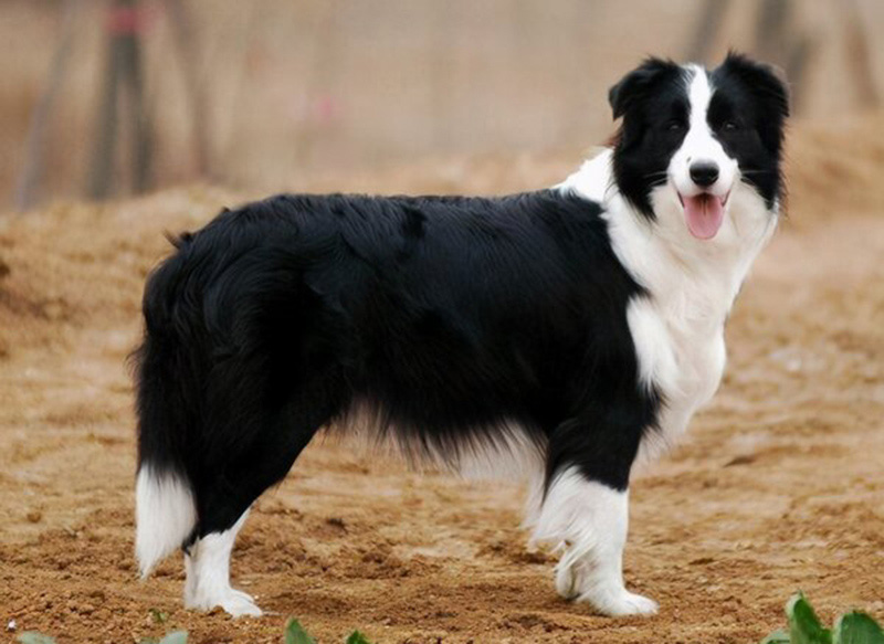 邊牧的壽命一般是多久 邊牧犬能活多少年