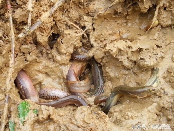 野生泥鰍與養殖泥鰍區別 養殖泥鰍可以用野生的嗎