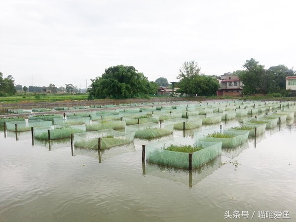 野生泥鰍與養殖泥鰍區別 養殖泥鰍可以用野生的嗎