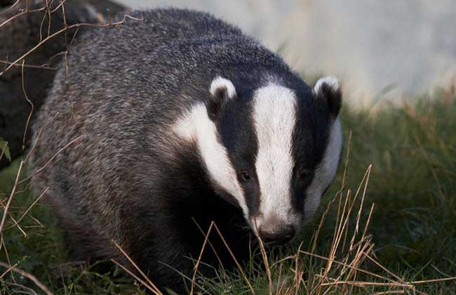 獾是保護動物嗎 狗獾是保護動物嗎