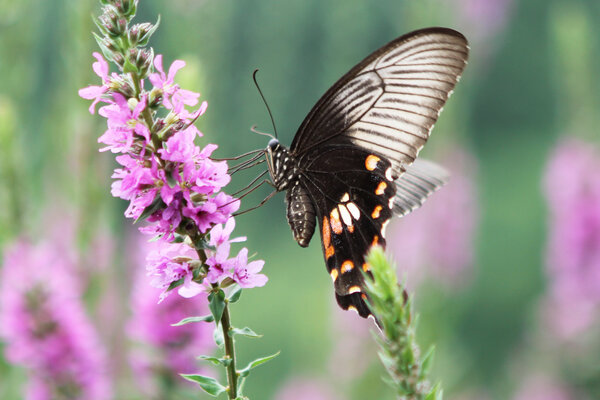 蝴蝶的壽命一共有多少天 蝴蝶生命周期有幾天