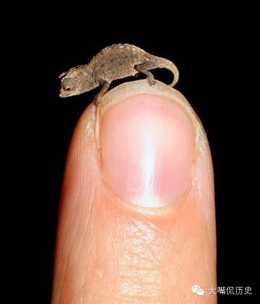 世界上最小的動物是什麼 最小的動物