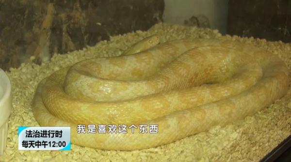 蛇是國傢保護動物嗎 哪種蛇是保護動物