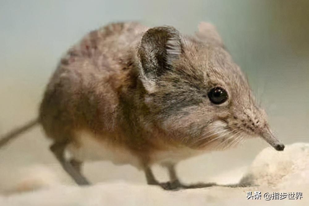 世界上最小的動物是哪個動物 史上最稀有最醜的動物