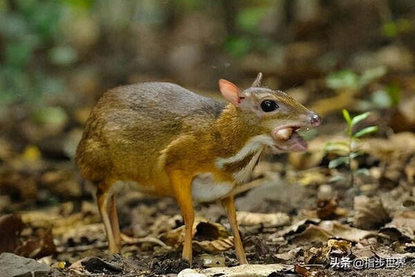 世界上最小的動物是哪個動物 史上最稀有最醜的動物