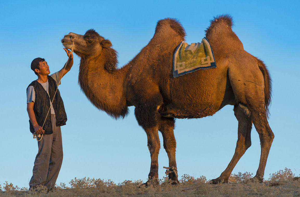 駱駝的壽命有多長 駱駝能活幾年