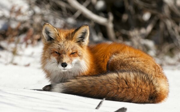 狐貍屬於什麼科動物 狐貍屬於貓科動物嗎